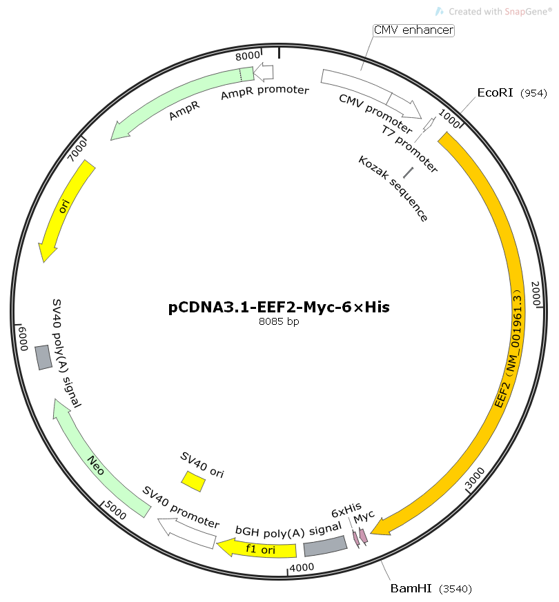pCDNA3.1-EEF2-Myc-6×His人源基因哺乳表达质粒