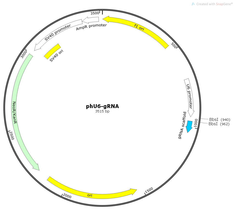 phU6-gRNA哺乳gRNA表达质粒