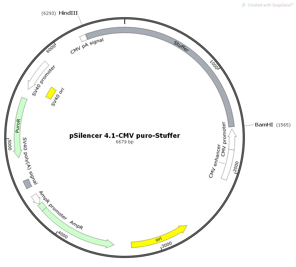 pSilencer4.1-CMVpuro-Stuffer哺乳干扰RNA表达质粒