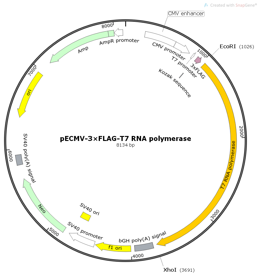 pECMV-3×FLAG-T7RNApolymerase聚合酶基因哺乳表达质粒
