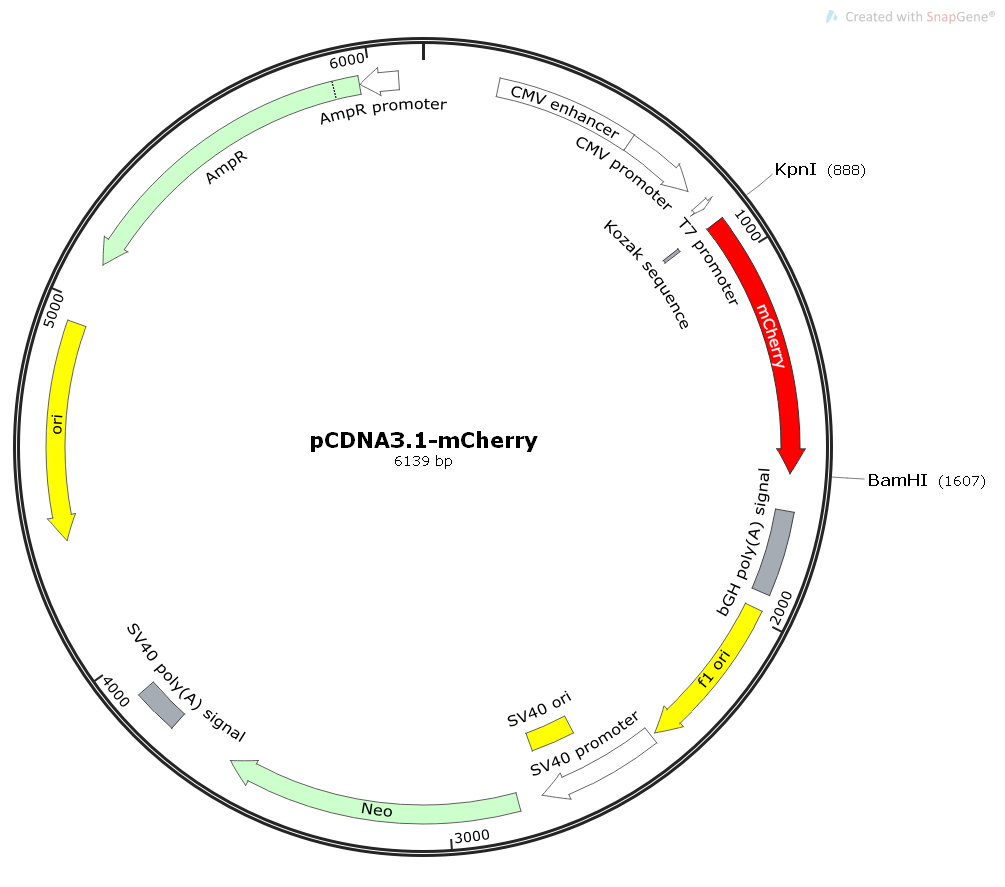 pCDNA3.1-mCherry哺乳红色荧光表达质粒