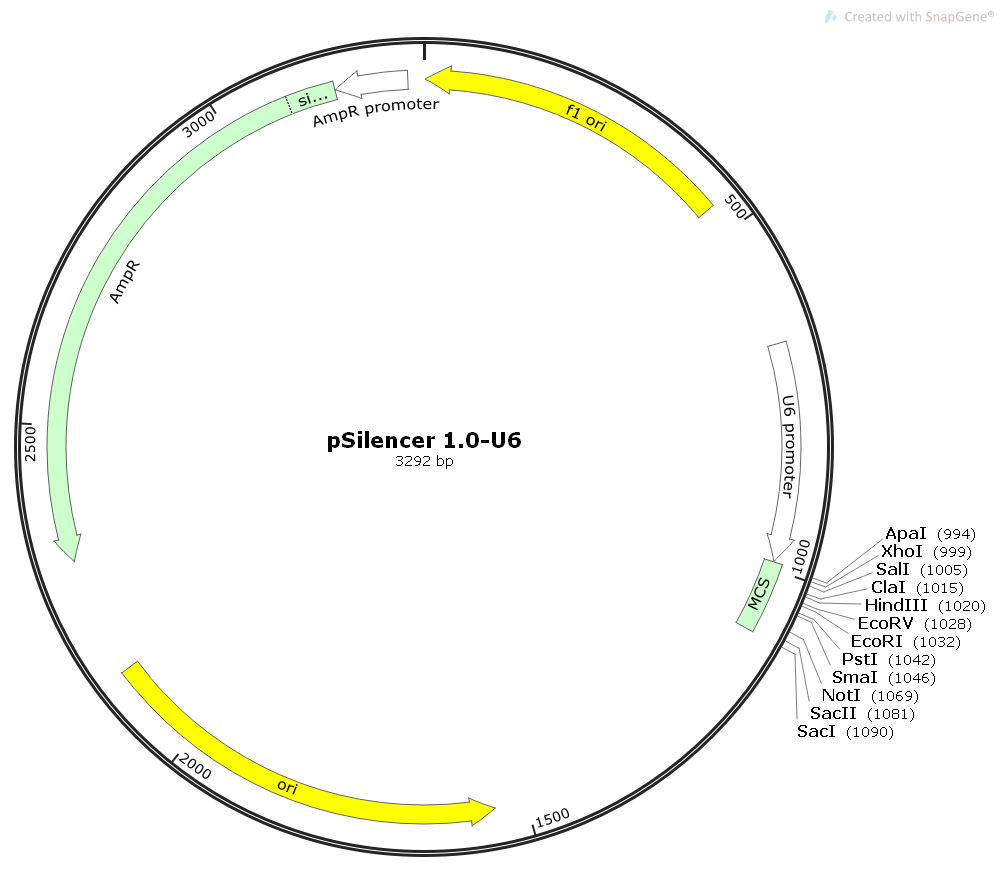 pSilencer1.0-U6哺乳干扰RNA表达质粒