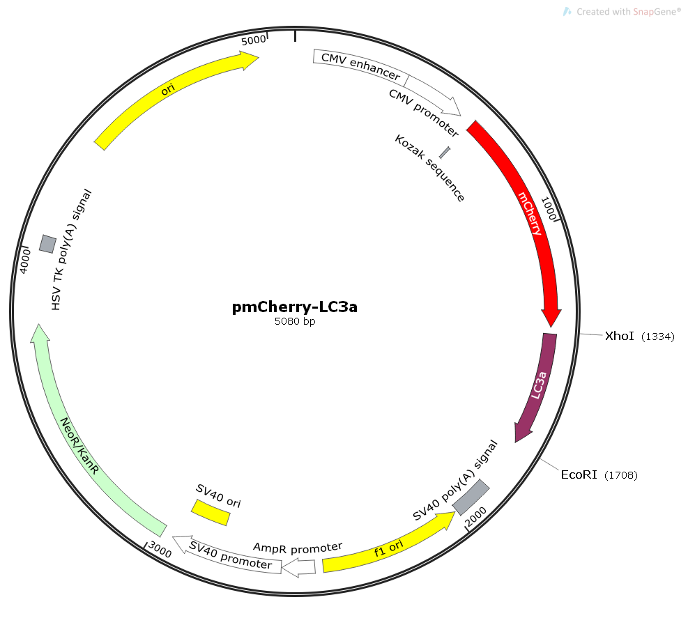 pmCherry-LC3a哺乳细胞人源自噬质粒