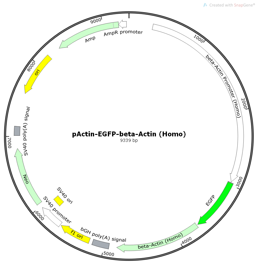 pActin-EGFP-beta-Actin(Homo)人源基因哺乳表达质粒