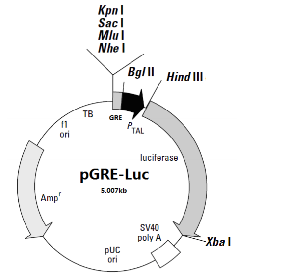 pGRE-luc单荧光素酶信号通路活性质粒