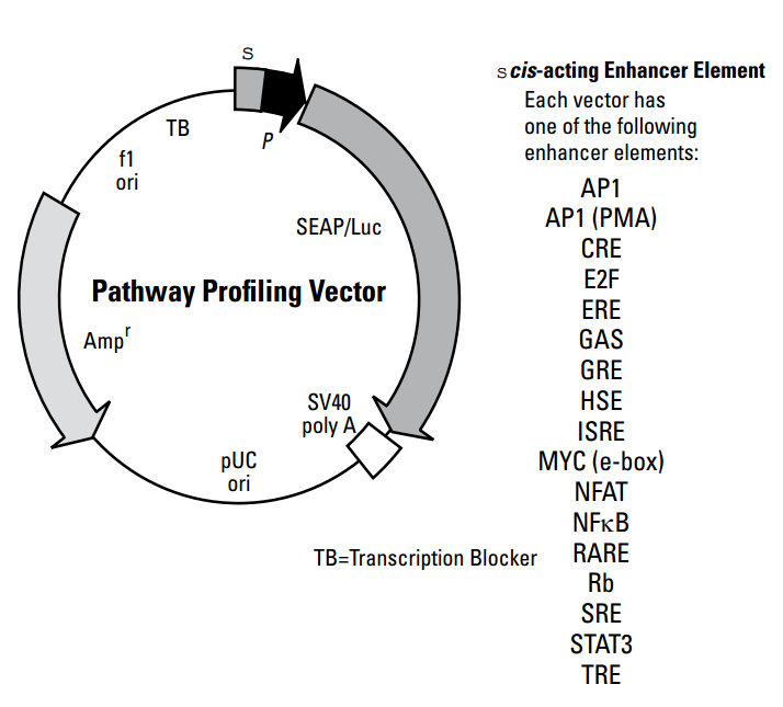 pNFAT-TA-Luc单荧光素酶信号通路报告质粒