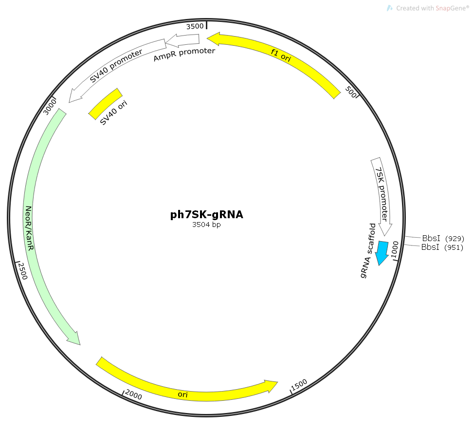 ph7SK-gRNA哺乳gRNA表达质粒