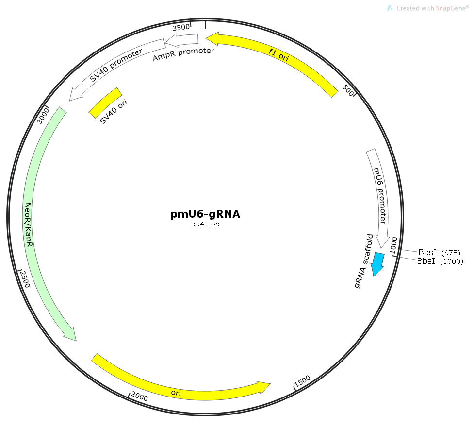 pmU6-gRNA哺乳gRNA表达质粒