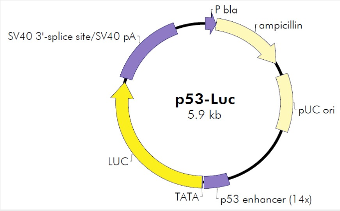 p53-Luc单荧光素信号通路报告质粒