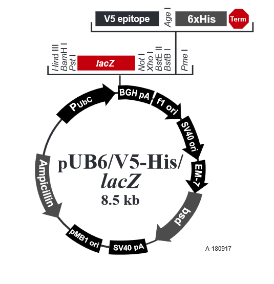 pUB6/V5-His/LacZ哺乳表达质粒
