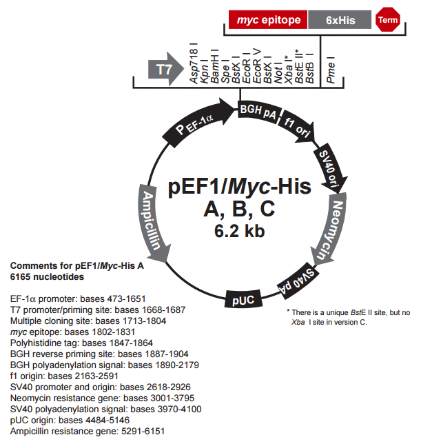 pEF1-Myc-HisB哺乳pEF系列表达质粒
