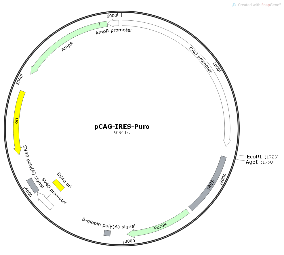 pCAG-IRES-Puro哺乳pCAG系列表达质粒