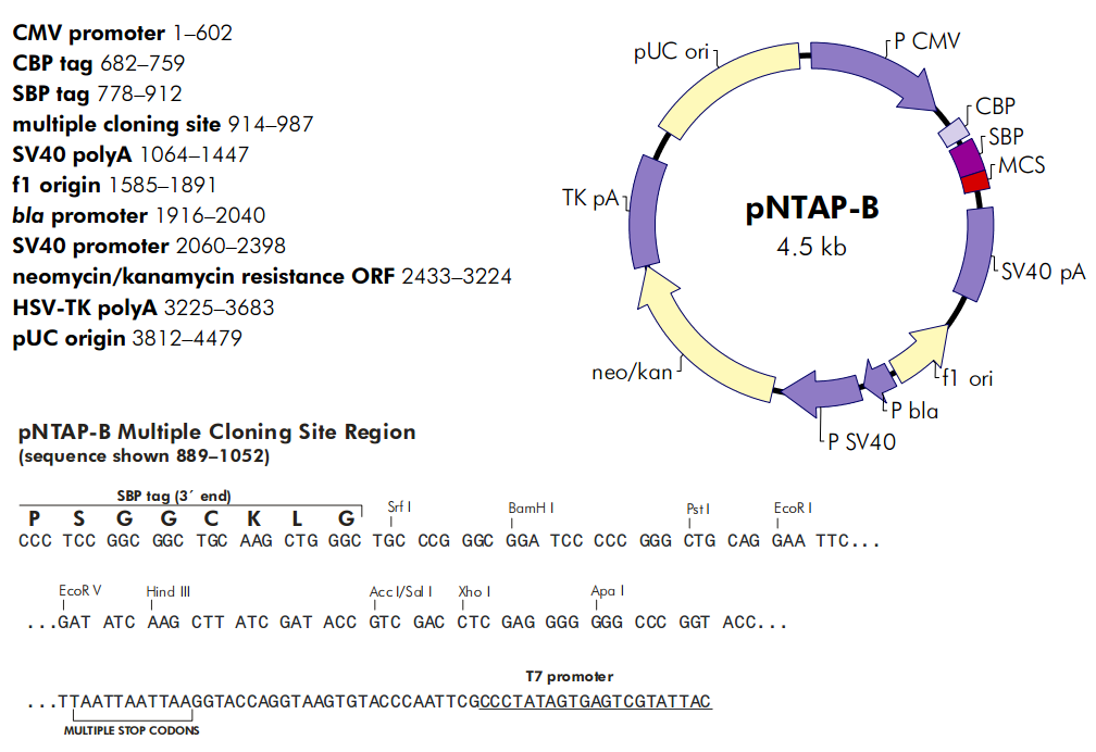 pNTAP-B哺乳pCMV系列表达质粒