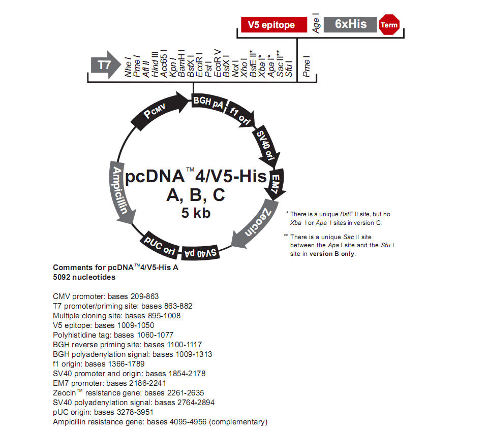 pcDNA4-V5-HisA哺乳pCDNA系列表达质粒