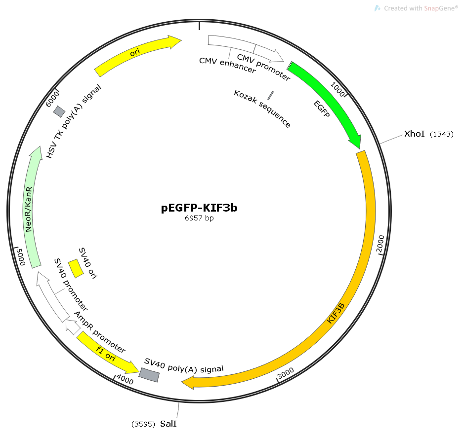 pEGFP-KIF3b人源基因哺乳表达质粒