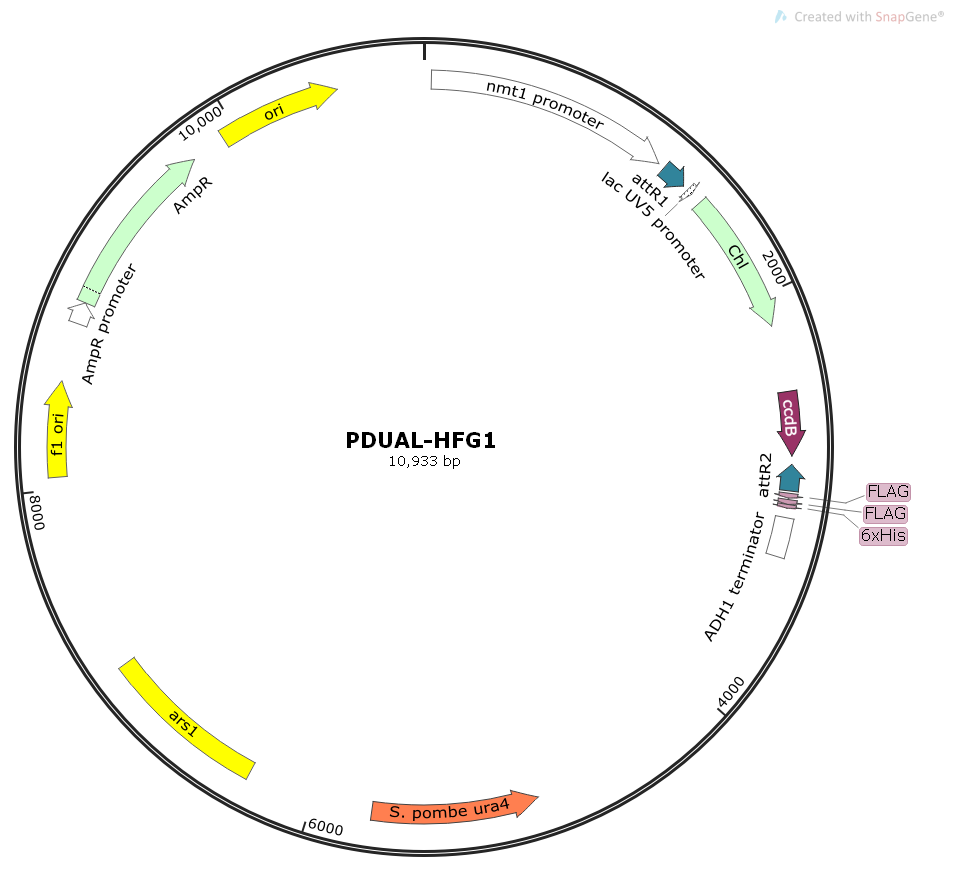 pDUAL-HFG1酿酒酵母Gateway系统表达质粒