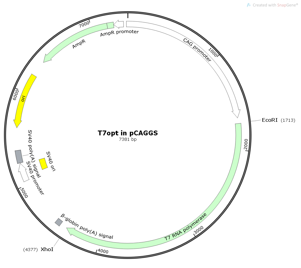 T7optinpCAGGS(T7RNApolymerase)聚合酶基因哺乳表达质