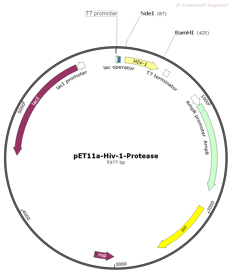 pET11a-Hiv-1-Protease病毒基因大肠表达质粒