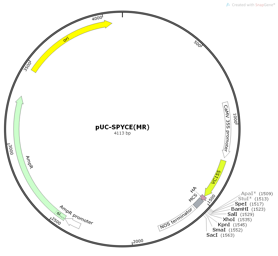 pUC-SPYCE(MR)植物双分子荧光BIFC质粒