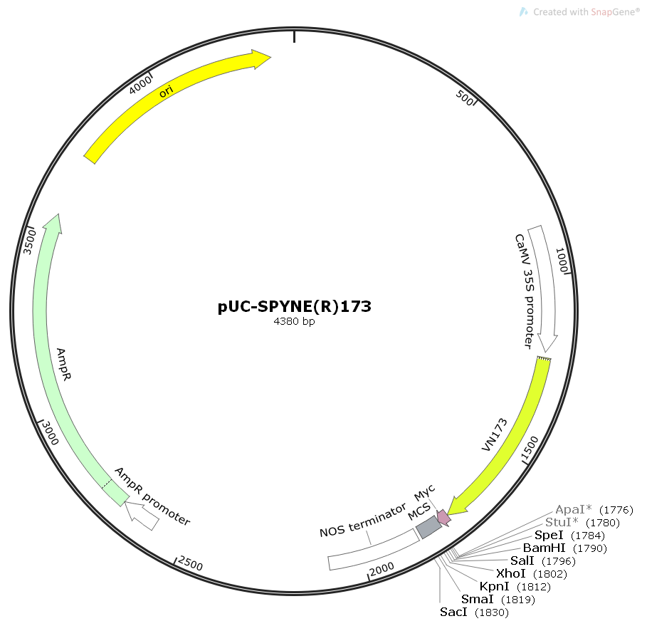 pUC-SPYNE(R)173植物双分子荧光BIFC质粒