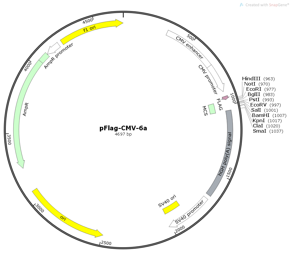 pFLAG-CMV-6a哺乳pCMV系列表达质粒