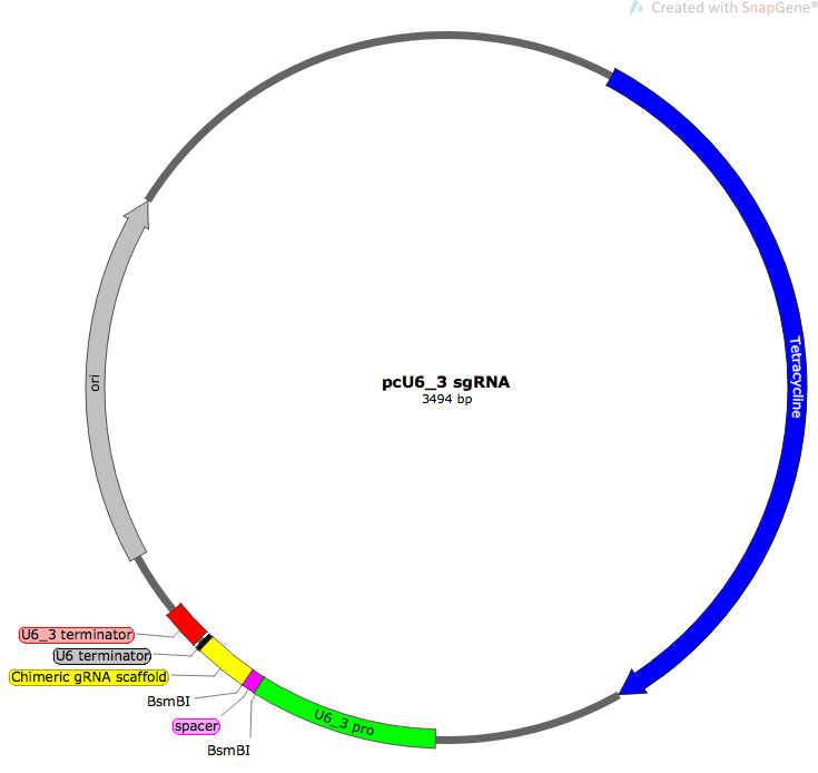 pcU6_3sgRNA哺乳编辑gRNA表达质粒