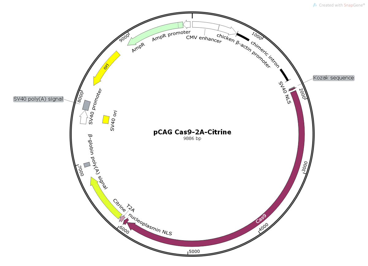pCAGCas9-2A-Citrine哺乳编辑Cas9表达质粒