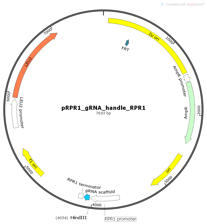 pRPR1_gRNA_handle_RPR1t酵母编辑gRNA表达质粒