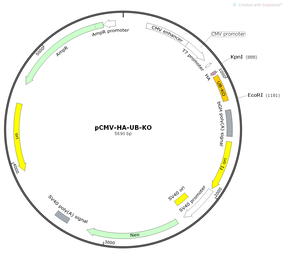 pCDNA3.1-HA-UB-KO人源基因哺乳表达质粒