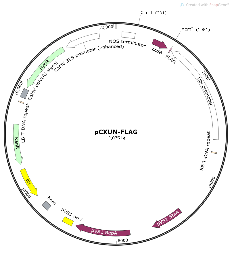 pCXUN-FLAG植物pCX系列表达质粒