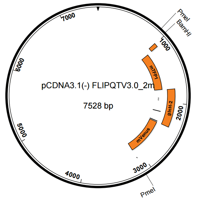 pcDNA3.1(-)FLIPQTV3.02m谷氨酰胺传感器哺乳质粒