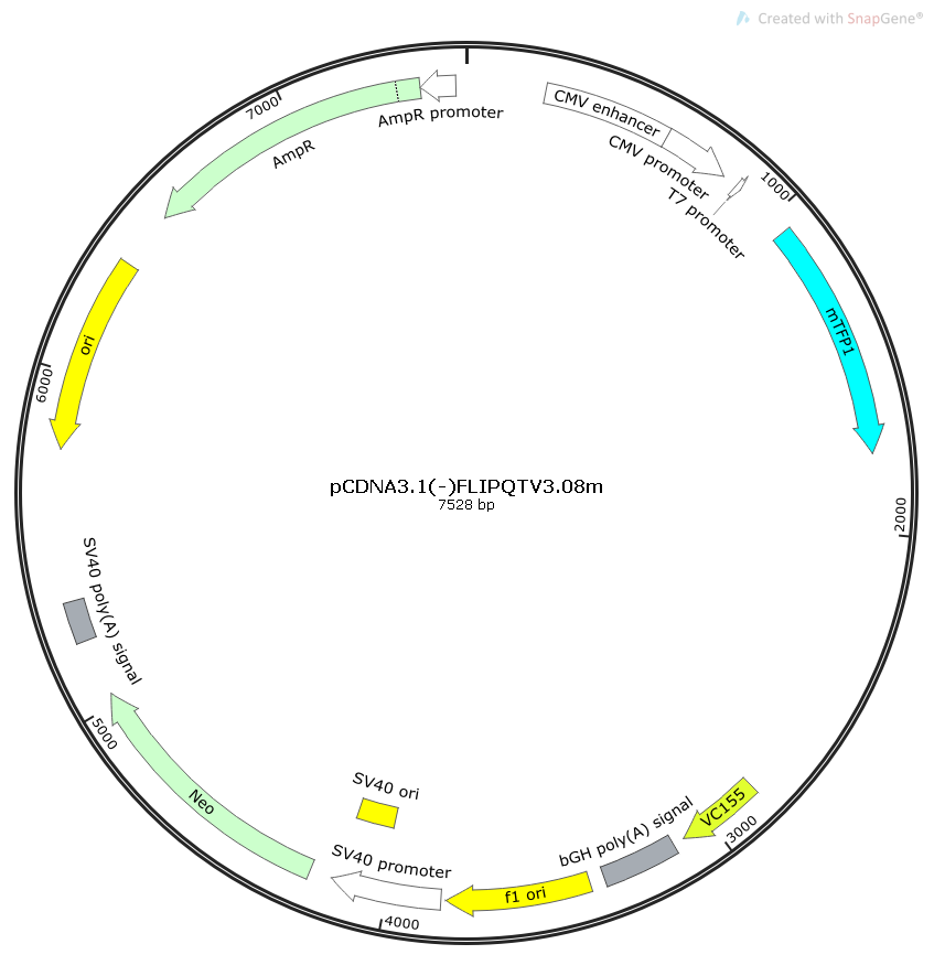 pcDNA3.1(-)FLIPQTV3.08m谷氨酰胺传感器哺乳质粒