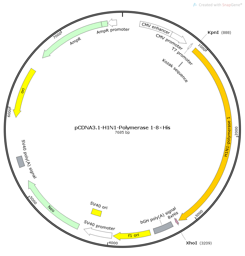 pCDNA3.1-H1N1-Polymerase1病毒基因哺乳表达质粒