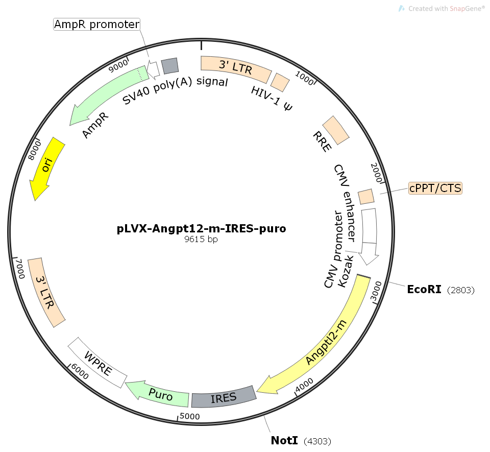 pLVX-Angpt12-m-IRES-Puro小鼠基因慢病毒质粒