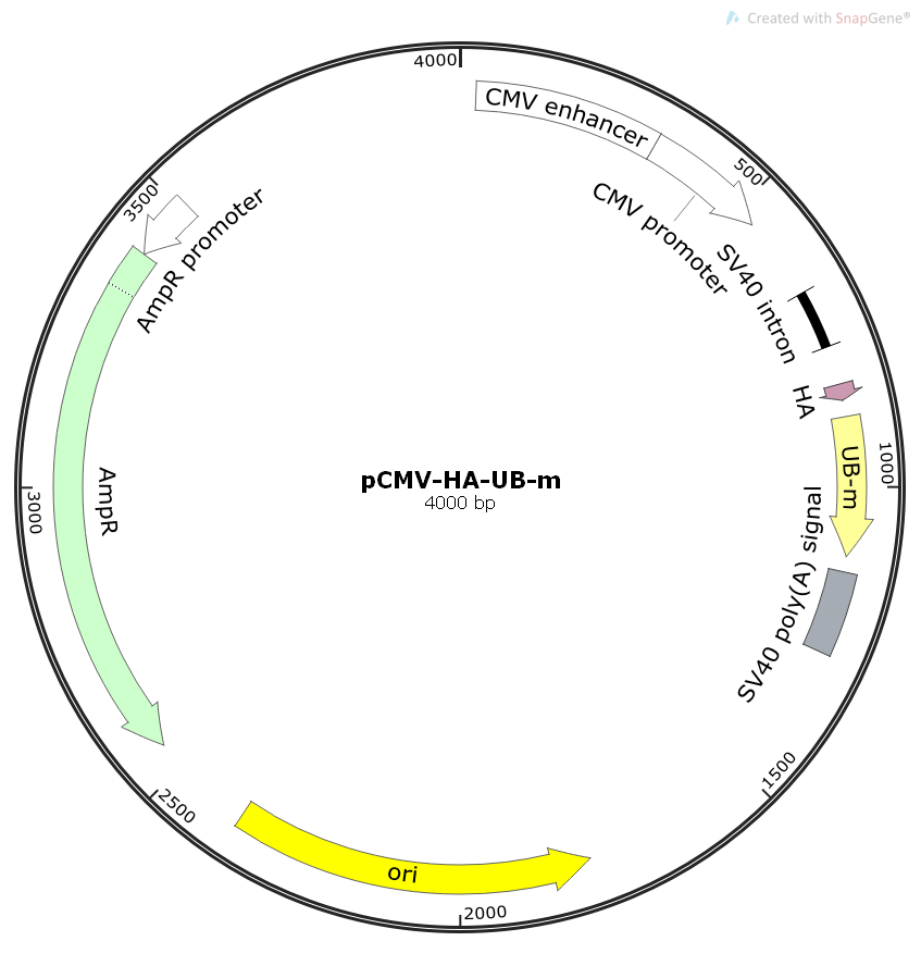pCMV-HA-Ub-m小鼠基因哺乳表达质粒