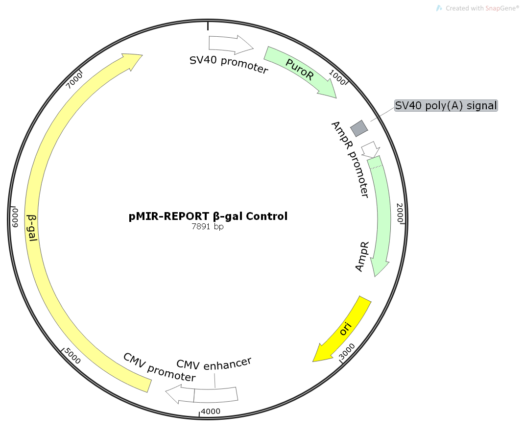 pMIR-REPORTβ-galControl哺乳miRNA转录对照
