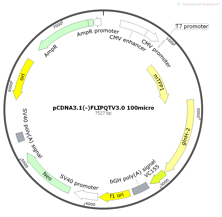 pCDNA3.1(-)FLIPQTV3.0100micro谷氨酰胺传感器哺乳质粒