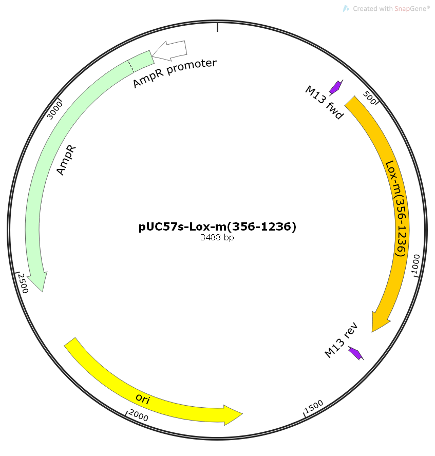 pUC57s-Lox-m(356-1236)小鼠基因克隆质粒