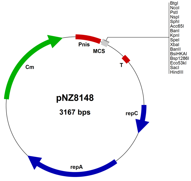 pNZ8148乳酸菌表达