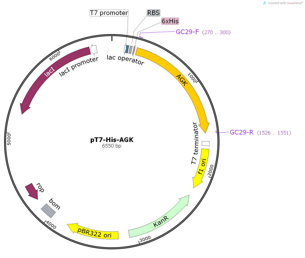 pT7-His-AGK人源基因大肠表达质粒