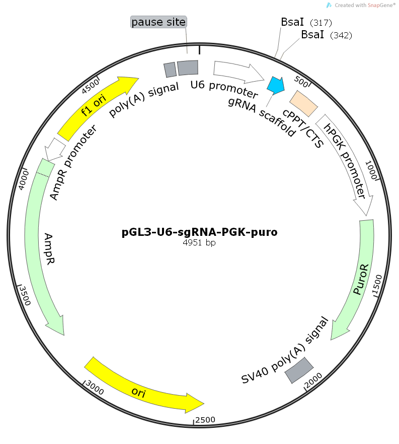pGL3-U6-sgRNA-PGK-puromycin哺乳编辑质粒